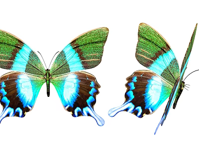 Colorful Flying Butterflies With Green Blue Brown Wings Displaying Vibrant Patterns On White Background 3d model