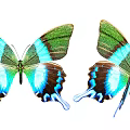 Colorful Flying Butterflies With Green Blue Brown Wings Displaying Vibrant Patterns On White Background