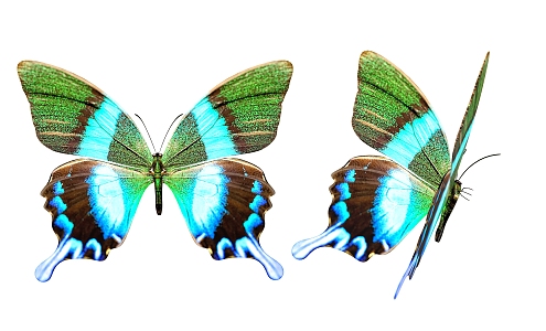 butterfly flying animal insect 3d model