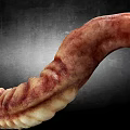 Detailed Reptile Tail With Ridged Wrinkled Surface On Dark Textured Backdrop