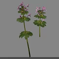 Lamium amplexicaule Perennial Herb Plant With Purple Flowers And April To June Bloom