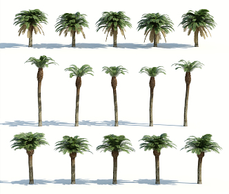 Modern Palm Tree 3d model