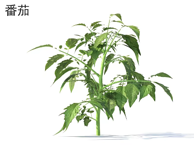 Healthy Tomato Plant With Green Leaves And Strong Stem Growing Outdoors 3d model