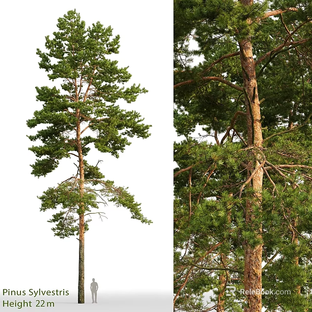 Natural Pine Tree Decorative Ornament Set With Green Foliage And Trunk Design For Home 3d model 