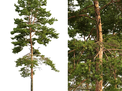 Natural Pine Tree Decorative Ornament Set With Green Foliage And Trunk Design For Home 3d model