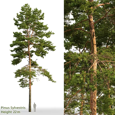 Natural Pine Tree Decorative Ornament Set With Green Foliage And Trunk Design For Home 3d model