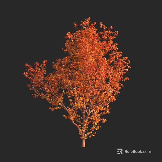 Tall Arbor with Orange Red Leaves and Vibrant Autumn Foliage Against Black Background 3d model 