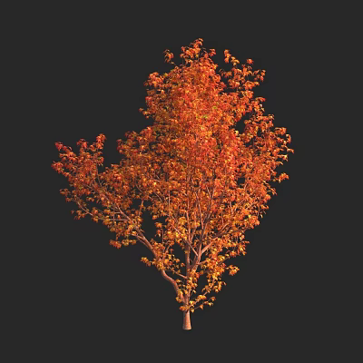 Tall Arbor with Orange Red Leaves and Vibrant Autumn Foliage Against Black Background 3d model