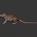 Realistic Brown Rat With Pink Ears And Tail On Dark Background