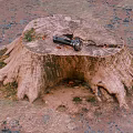 Wooden Tree Stump With Stone Ground And Power Drill Tool On Natural Surface