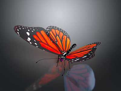 Monarch Butterfly With Orange And Black Wings White Spots And Reflection On Gray Background 3d model