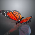 Monarch Butterfly With Orange And Black Wings White Spots And Reflection On Gray Background