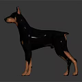 Doberman Pinscher Standing on Gray Background with Smooth Surface Reflection 3d model