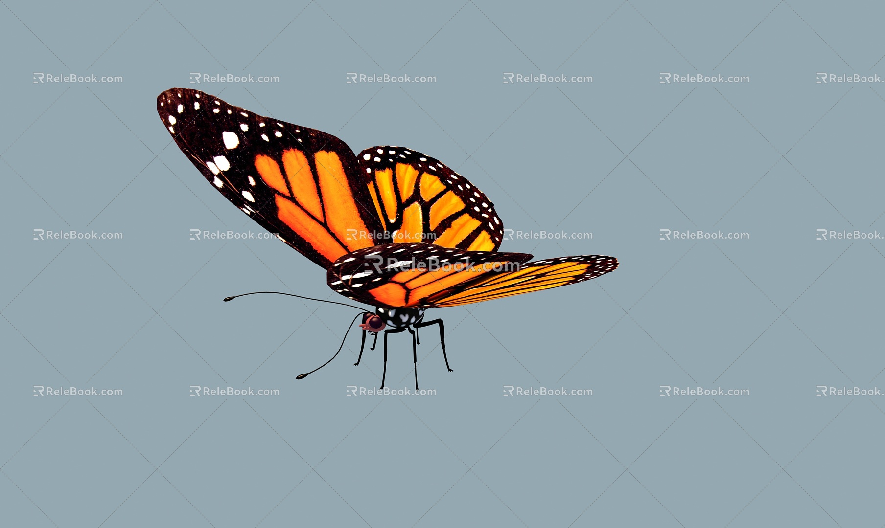 Modern Butterfly Butterfly Butterfly Specimen 3d model