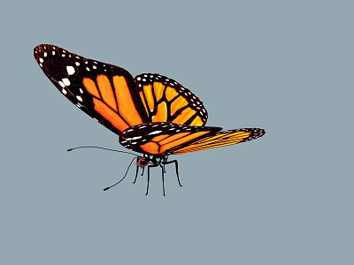Monarch Butterfly With Orange And Black Spread Wings On Gray Background 3d model