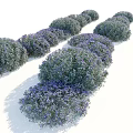 Teucrium fruticans Shrub With Purple Flowers And Round Silvery Green Foliage