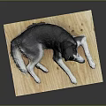 Black and white husky dog lying relaxed on wooden board with collar in studio