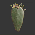 Green Cactus Plant With Thorns And Yellow Flowers On Dark Background