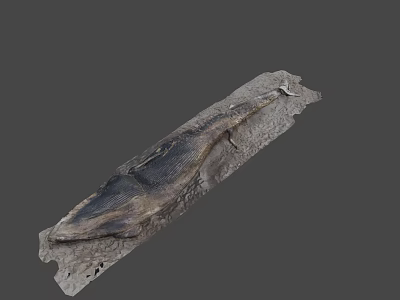 Long Textured Fossil Rock Slice on Gray Background with Natural Patterns 3d model