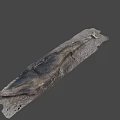 Long Textured Fossil Rock Slice on Gray Background with Natural Patterns 3d model