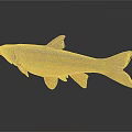 Vibrant Fish With Orange Red Stripes And Detailed Fins On Dark Reflective Surface