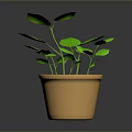 Green Leafy Plant in Terracotta Pot with Fresh Foliage on Dark Surface