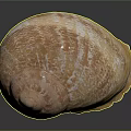 Decorative Ornament Set with Orange Yellow Textured Seashell for Home Decor on Dark Background