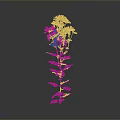 Pink Flowering Plant With Green Leaves Vibrant Petals And Gray Background