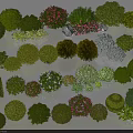 Various Types Of Garden Shrubs With Different Shapes And Colorful Blooms