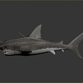 shark great white shark whale shark hammerhead shark tiger head shark man-eating shark blue shark coral red coral white coral 3d model