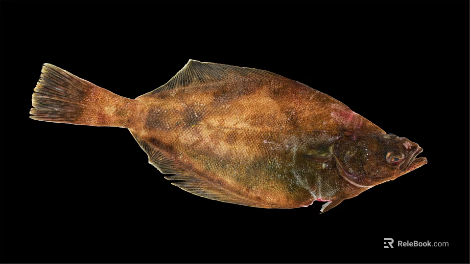 Fresh Raw Flounder Fish With Brown Green Spots And Flat Body On Black Background 3d model 