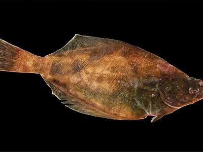 Fresh Raw Flounder Fish With Brown Green Spots And Flat Body On Black Background 3d model