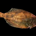 Fresh Raw Flounder Fish With Brown Green Spots And Flat Body On Black Background