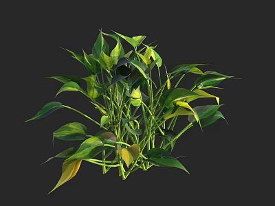 Lush Green Plants With Green And Yellow Leaves On Dark Background 3d model