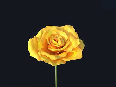 Single Stem Vibrant Yellow Rose Beautifully Blooming Against Black Background 3d model