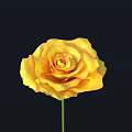 Single Stem Vibrant Yellow Rose Beautifully Blooming Against Black Background