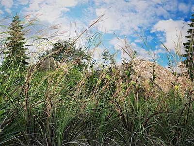Tall Green And Brown Grasses In Natural Outdoor Scene With Blue Sky Clouds And Trees 3d model