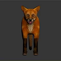 Orange Fox 3D Model With Black Ears Legs Tail Open Mouth And Gray Background