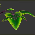 Green Plant with Heart Shaped Glossy Leaves and Vibrant Green Color on Dark Background