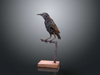 Common Starling With Spotted Feathers Perched On Wooden Stand With Square Base 3d model