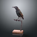 Common Starling With Spotted Feathers Perched On Wooden Stand With Square Base