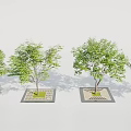 Modern Square Tree Pit Design With Lush Green Trees And Grille Base 3d model