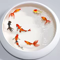 White Round Aquarium with Colorful Koi Fish Swimming in Clear Water Ripples