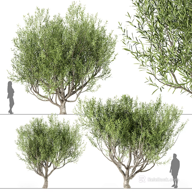 Lush Foliage Trees Displayed In Multiple Views With Human Figure For Scale 3d model 