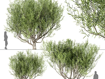 Lush Foliage Trees Displayed In Multiple Views With Human Figure For Scale 3d model