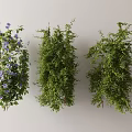 Three Types of Lush Green Vines Featuring Purple Flowers and Decorative Foliage