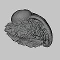 Textured Spiral Seashell With Natural Rock Like Base On Gray Background