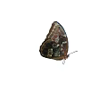 Butterfly Next Generation Blue Butterfly Animation Moth Blue Butterfly Flying Snakehead Moth Insect Colored Butterfly Invertebrate Flower Butterfly 3d model