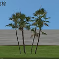 Wetland Palm Trees Standing On Green Grass Under Clear Blue Sky
