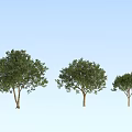 Three Trees in Different Sizes With Green Leaves Trunks Against Light Blue Sky 3d model